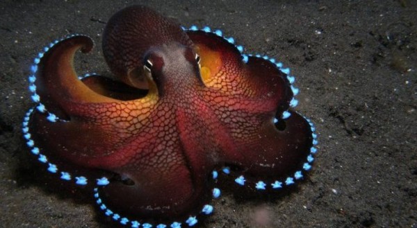 Custom-Made-Blue-Blood-Keeps-Octopuses-Alive-in-Sub-Zero-Temperatures
