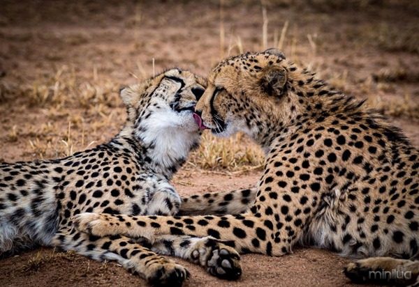 cute-kissing-animals-love-20__880