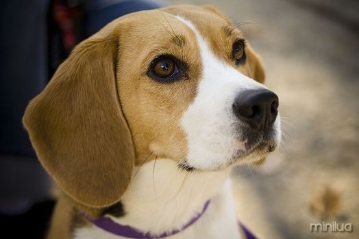 498782-Fotos-de-cães-da-raça-beagle-8