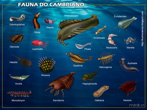 Animais-do-Cambriano