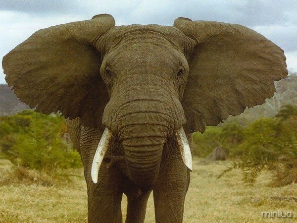 elefante2