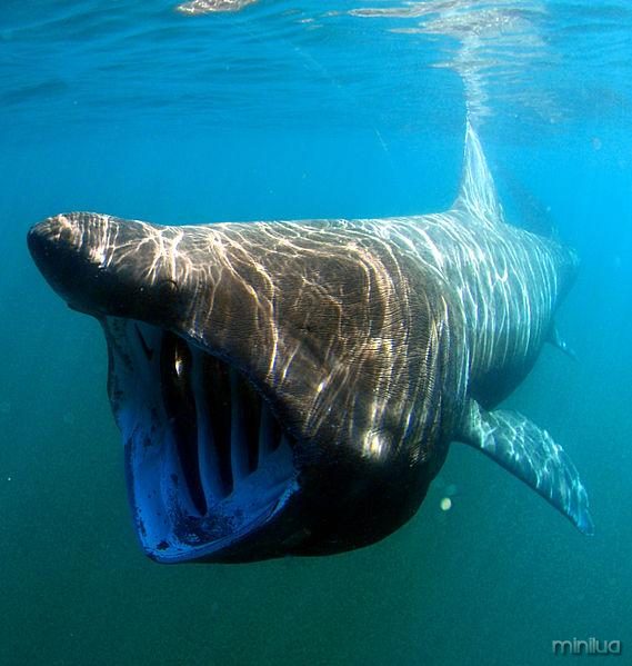 megamouth-shark