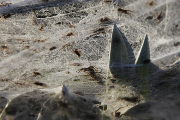 thousands-of-spiders-stranded-on-australian-farm_8_1