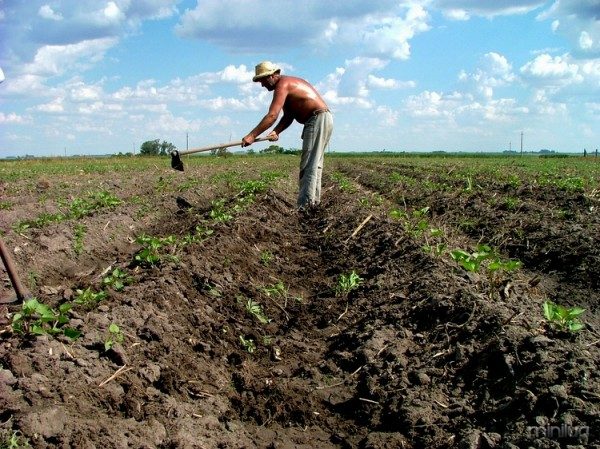 Agricultura_en_Uruguay
