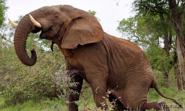Elephant in Kruger national park