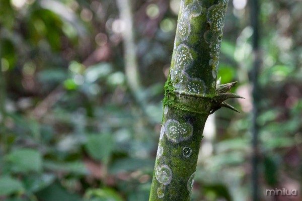 One of the structures, found on a bamboo stem. Photo: Ariel Zambelich/WIRED