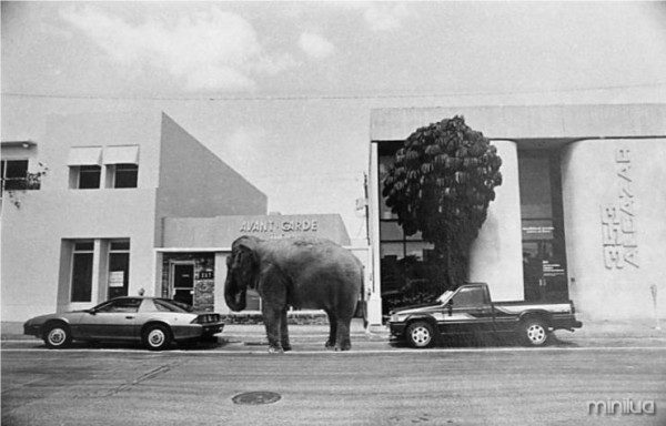 elephant-parking