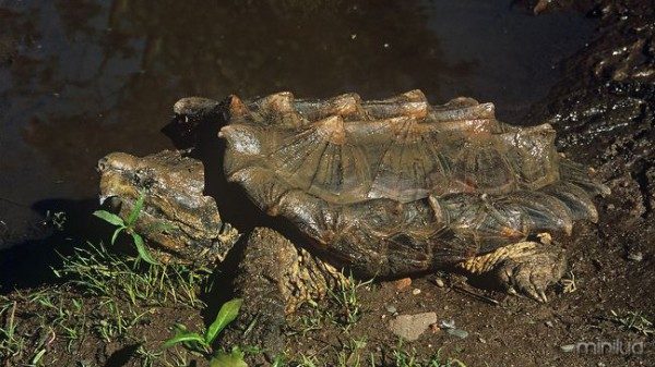 ARKive image GES024753 - Alligator snapping turtle