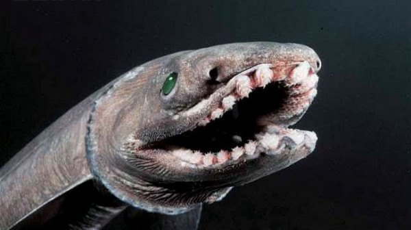 ARKive image GES038907 - Frilled shark