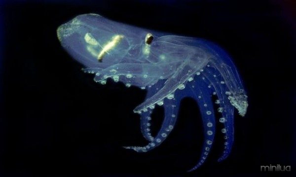 Transparent Octopus