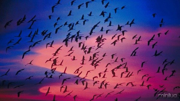 Birds-migratory