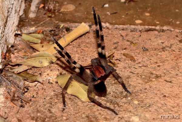 Brazilian-Wandering-Spider-Animal-Species
