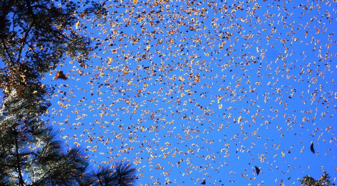Monarch-Butterfly-Migration