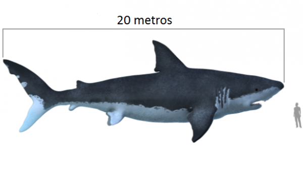 commons.wikimedia.org-Carcharodon_megalodon_size_compasison_with_man-610x341