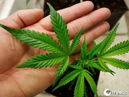 medical-cannabis-leaves_thumb.jpg