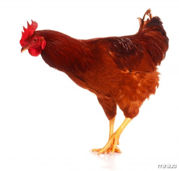928249-chicken