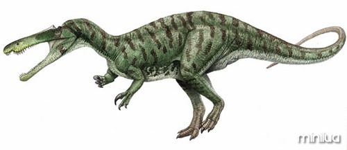 Suchomimus1C