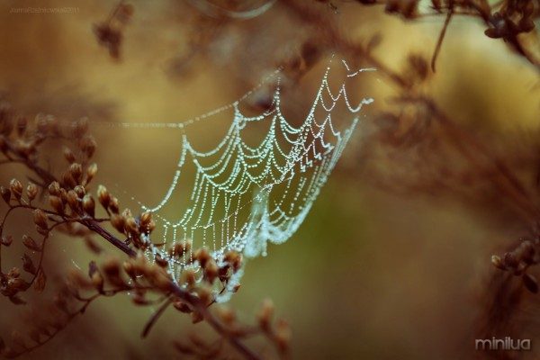 spider_web_in_dew_drops-other