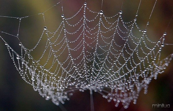 spiderweb-dew