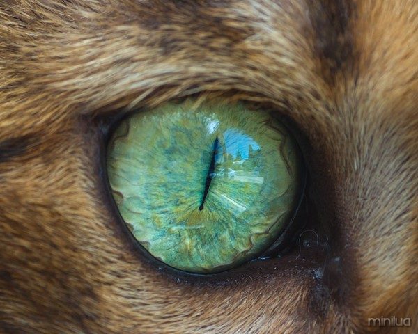 15-Macro-Shots-of-Cat-Eyes11__880
