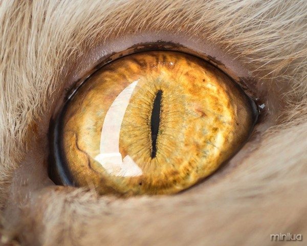15-Macro-Shots-of-Cat-Eyes13__880