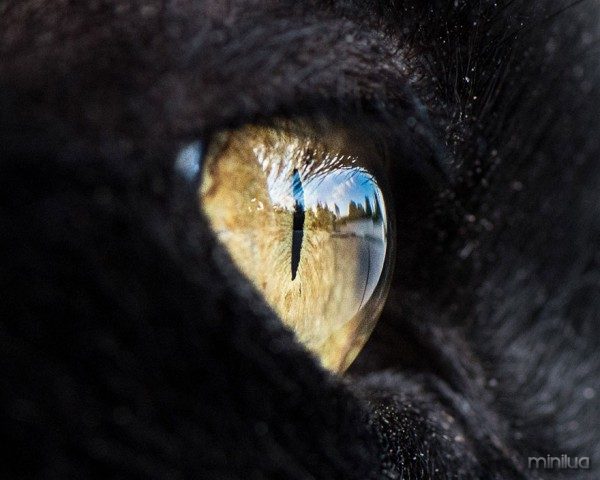 15-Macro-Shots-of-Cat-Eyes4__880