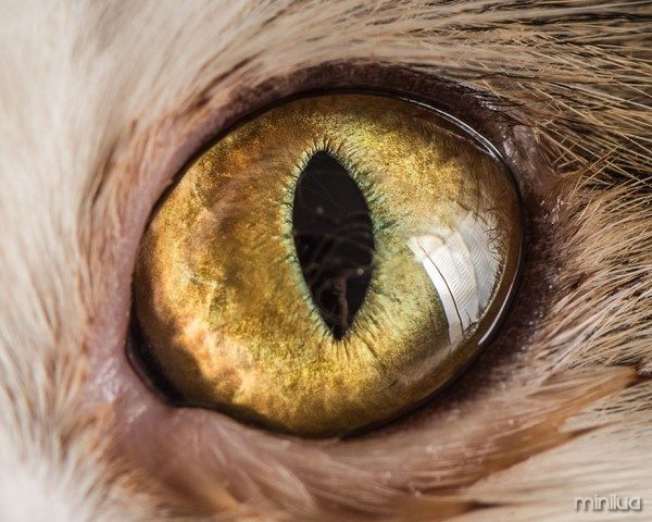 15-Macro-Shots-of-Cat-Eyes9__880