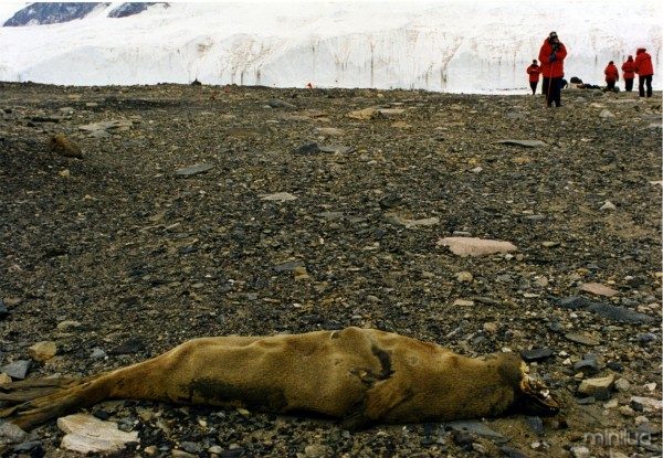 Mummified_Seal_Carcas_in_McMurdo_Dry_Valleys