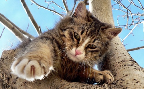 gatos-comportamento-subindo-arvore-ethos-psicologia-animal