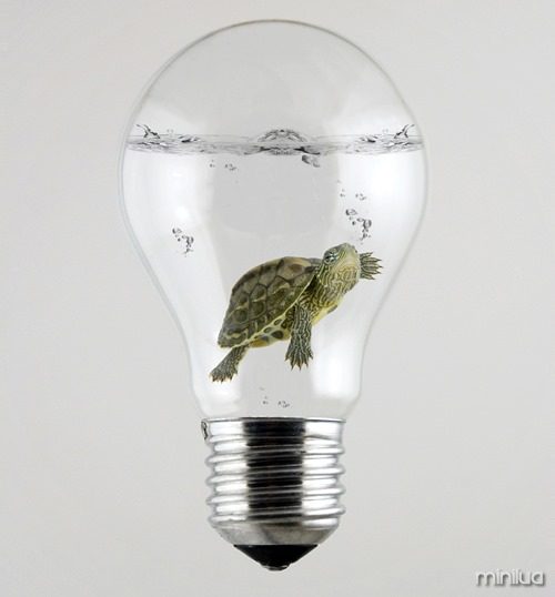 Turtle inside the Light Bulb