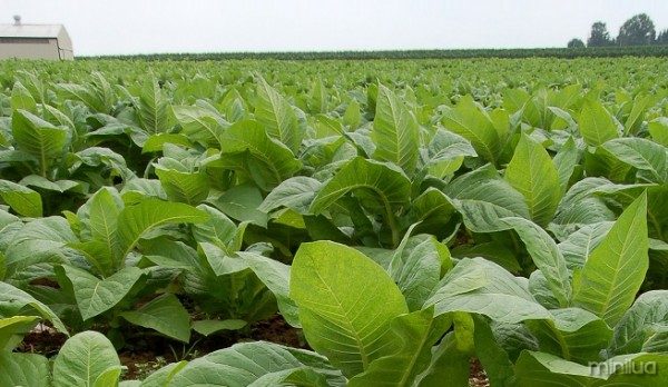 Cultivar-la-planta-del-tabaco