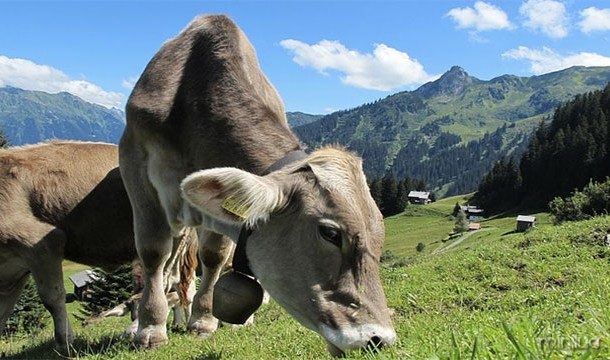 As vacas produzem mais leite quando estiver a ouvir música relaxante
