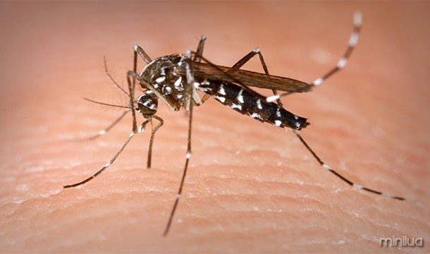 Mosquitos prefer people with blood type 