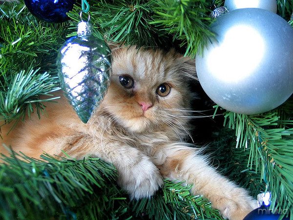 Albero di Natale gatto-anteprima-600x450-822632