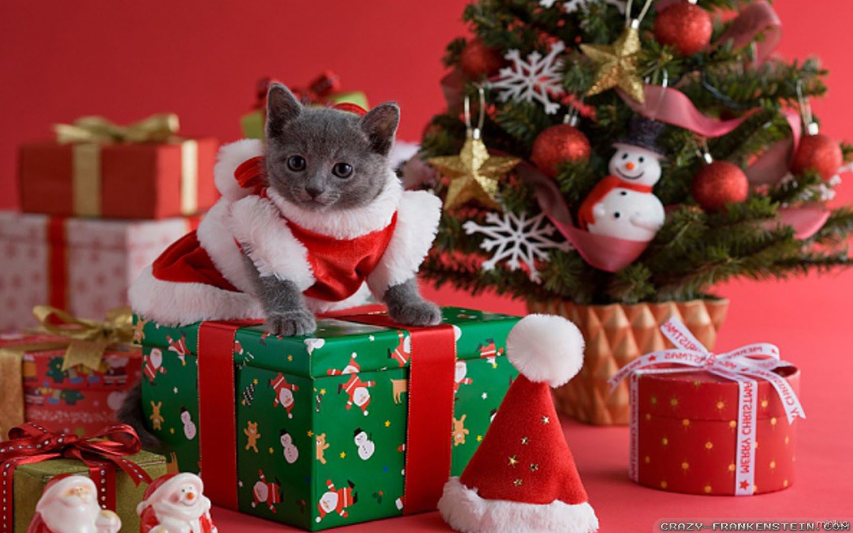 adorable-christmas-cat-wallpapers-1680x1050