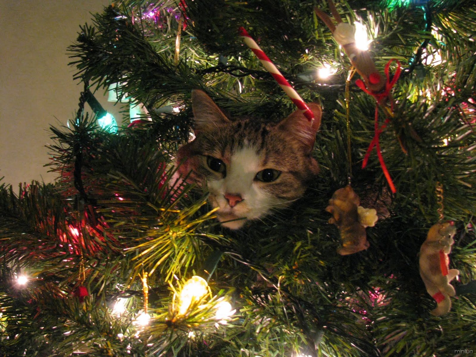 cat-in-christmas-tree-1354919955_org