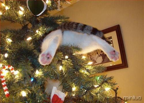 cat-stuck-in-tree