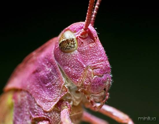 07-pink-grasshopper.jpg.644x0_q70_crop-smart