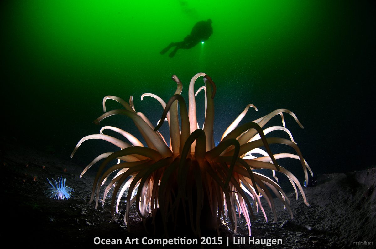 1st-c-ocean-art-2015-lill-haugen-1200