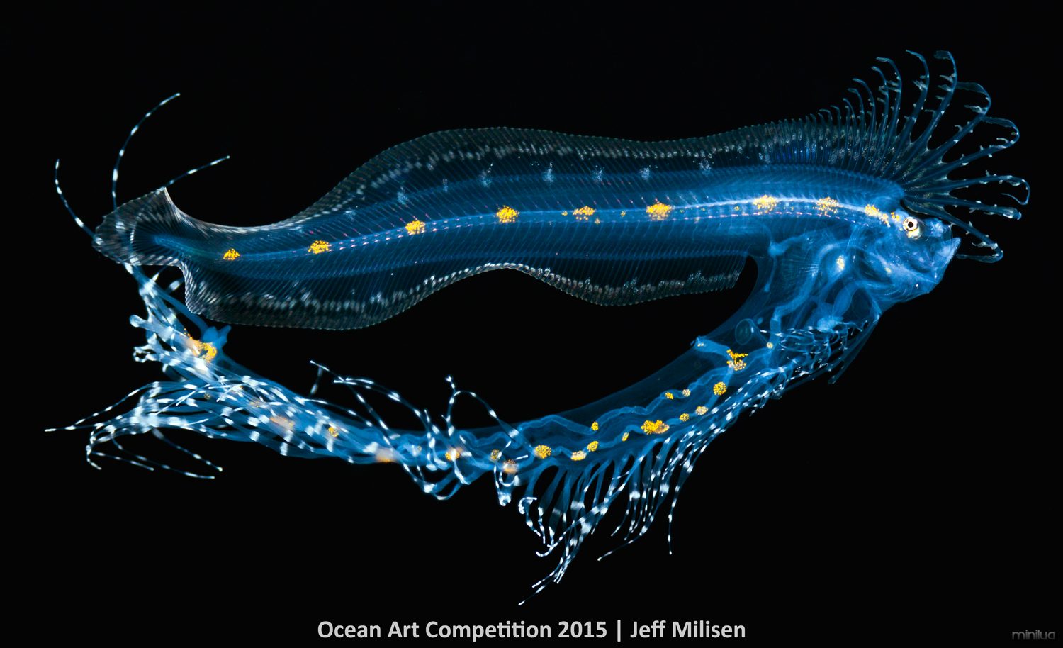 1st-m-ocean-art-2015-jeff-milisen-1500