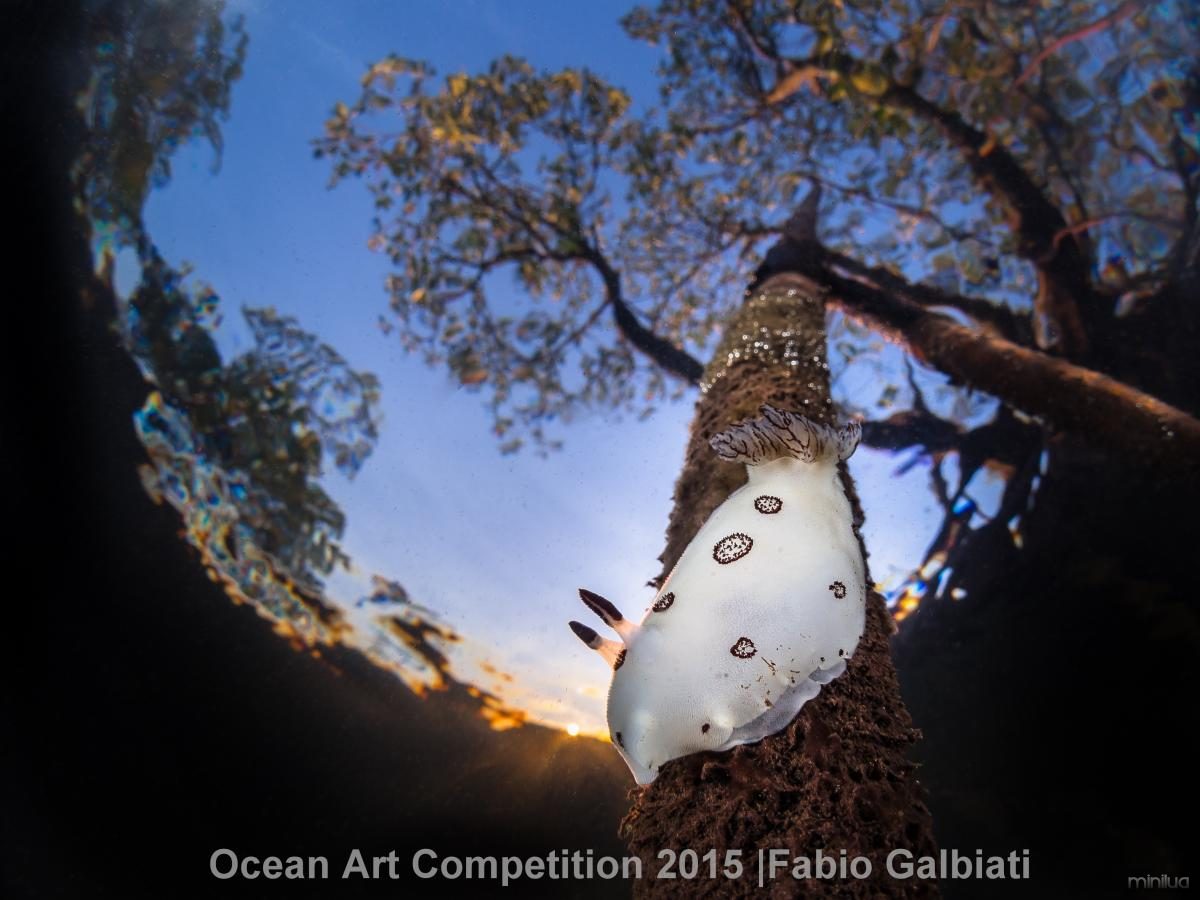 2nd-mwa-ocean-art-2015-fabio-galbiati