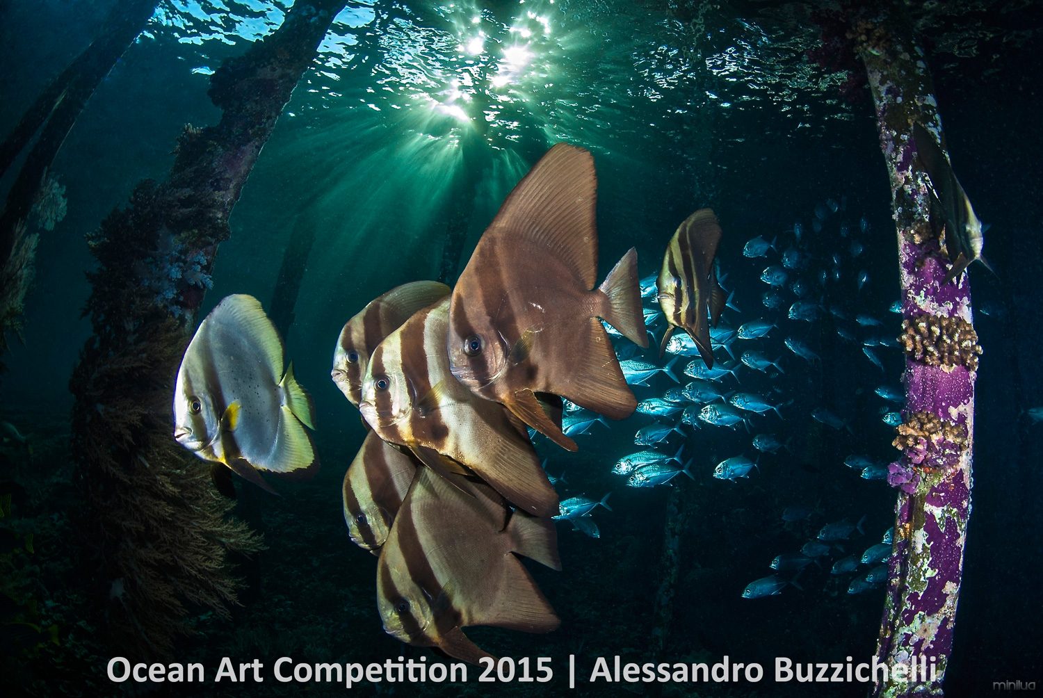 4th-wa-ocean-art-2015-alessandro-buzzichelli-1500