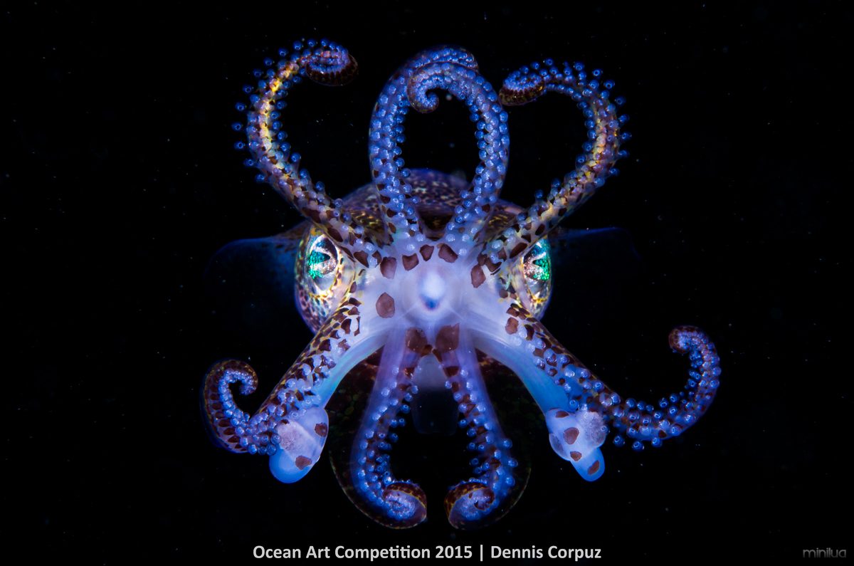 5th-m-ocean-art-2015-dennis-corpuz-1200