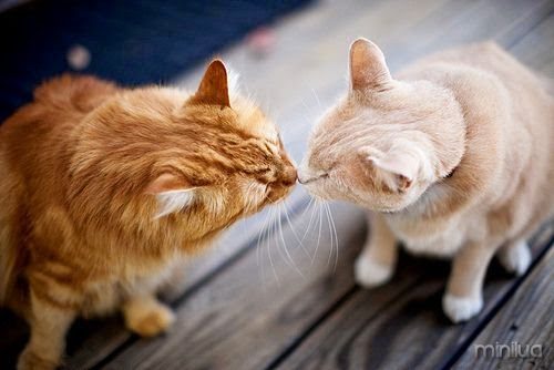Nose to nose - cats
