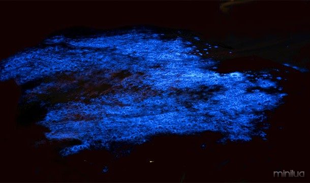 Alguns pesquisadores estão tentando criar árvores bioluminescentes com as mesmas enzimas encontradas em águas-vivas. Isso proporcionaria uma fonte limpa de luz para as ruas da cidade à noite