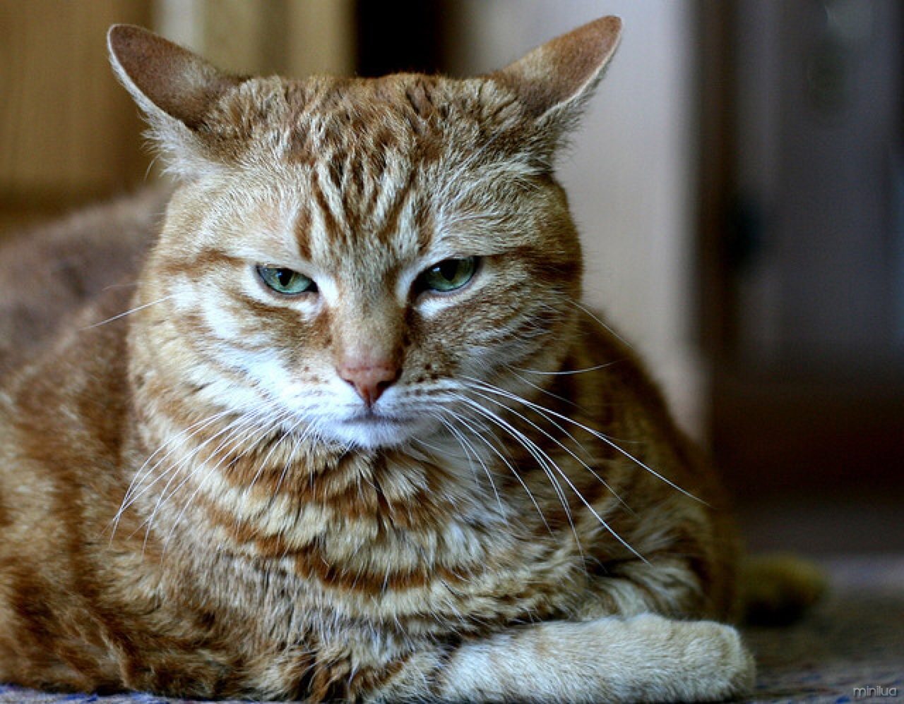 cat_angry_mad