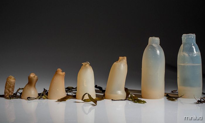 biodegradable-algae-water-bottle-ari-jonsson-5
