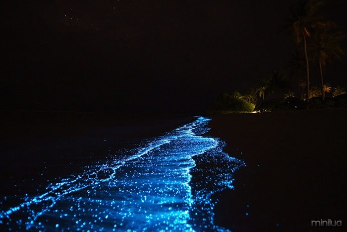 plancton_bioluminescente_maldivas
