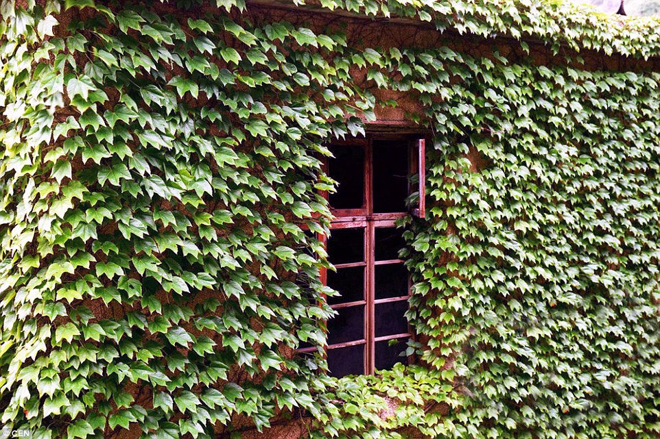 297A58F200000578-3117557-Greenery_The_vines_climbing_up_buildings_along_the_paths_and_thr-a-45_1433896863643