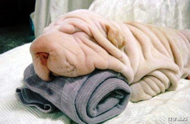 www.000webhost.com-Dog-towel